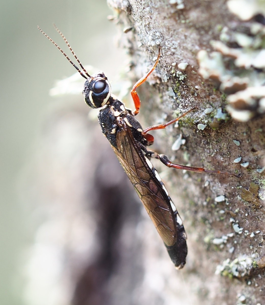 Male Xiphydria picta Konow, 1897 on dead trunk of common alder Alnus glutinosa, habitus lateral view. Photo: Niklas Johansson.