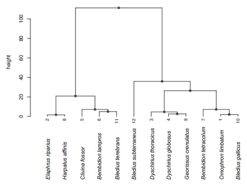 Dendrogram över skalbaggsgrupperingar från en klusteranalys baserad på markpreferenser för varje individ av skalbaggsarterna.